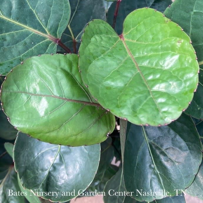 12p! Aralia Fabian Stump / Polyscias scu /Tropical
