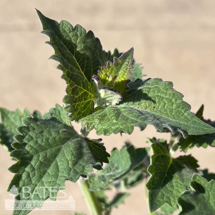 #1 Agastache pall x rugosa Globetrotter/ Purple Globe Hyssop