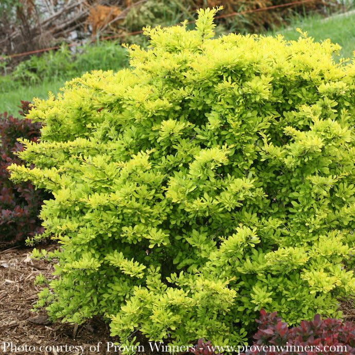 #2 Berberis thun PW Sunjoy &#39;Citrus&#39;/ Barberry