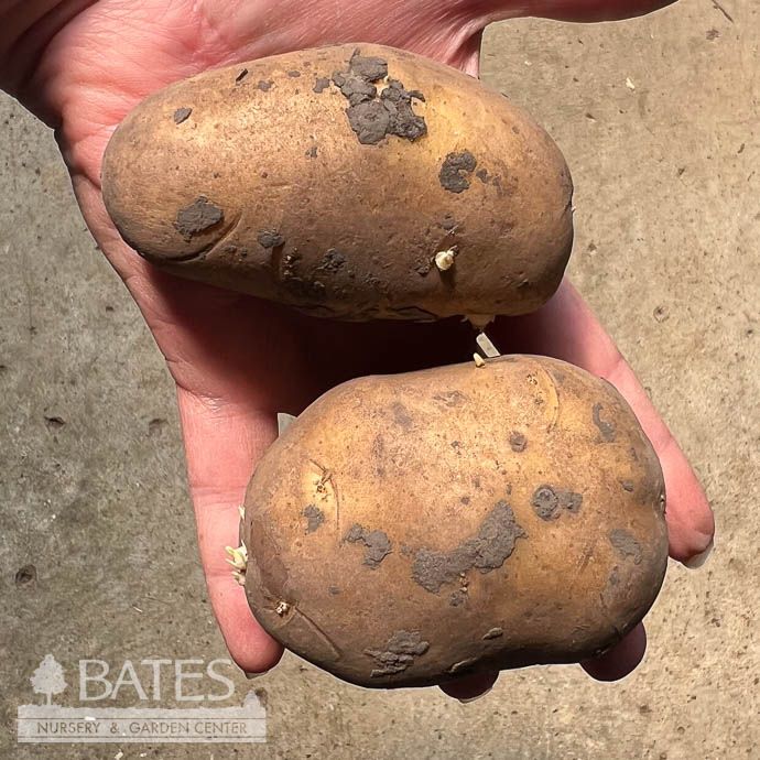 Bulb Potato Cal White 6/pk