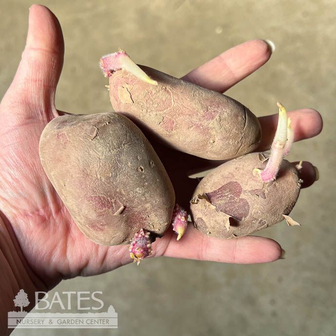 Bulb Potato French Fingerling 6/pk