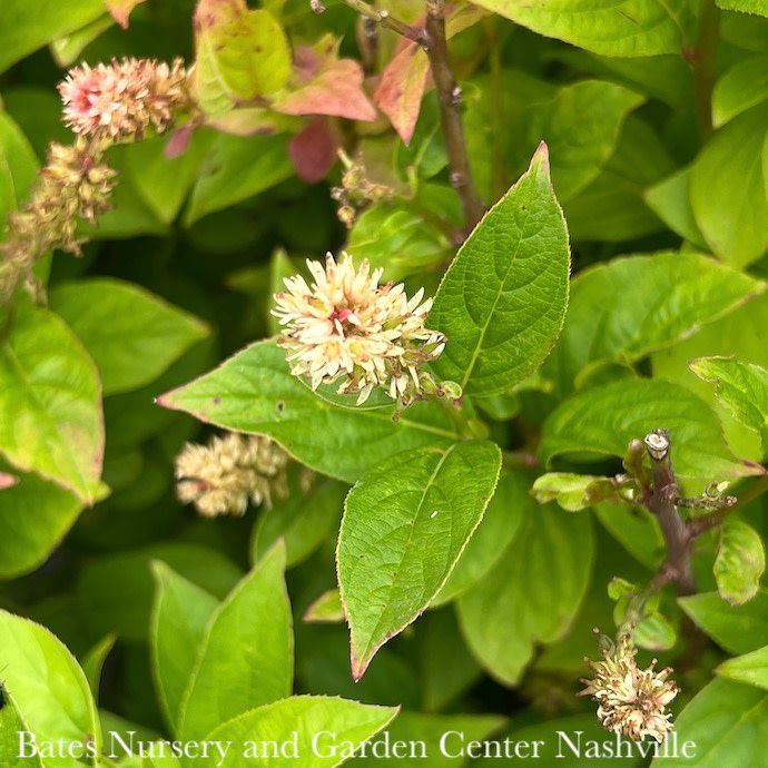 #1 Itea virginica PW Fizzy Mizzy/ Dwarf Sweetspire Native (TN)