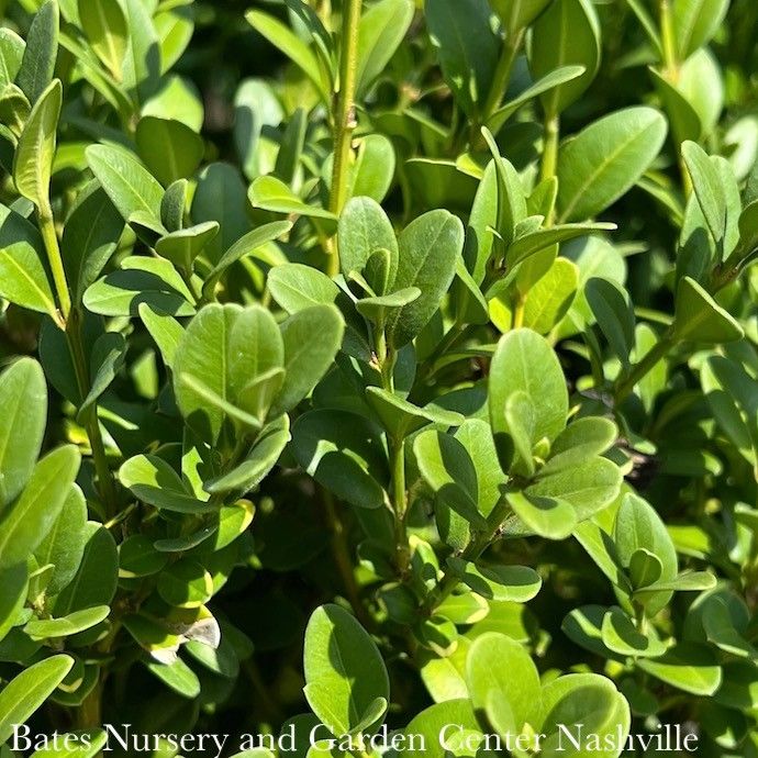 #3 Buxus x Green Mountain/ Boxwood