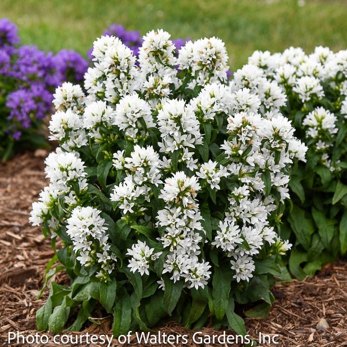 #1 Campanula glom Angel Bells/ White Clustered Bellflower