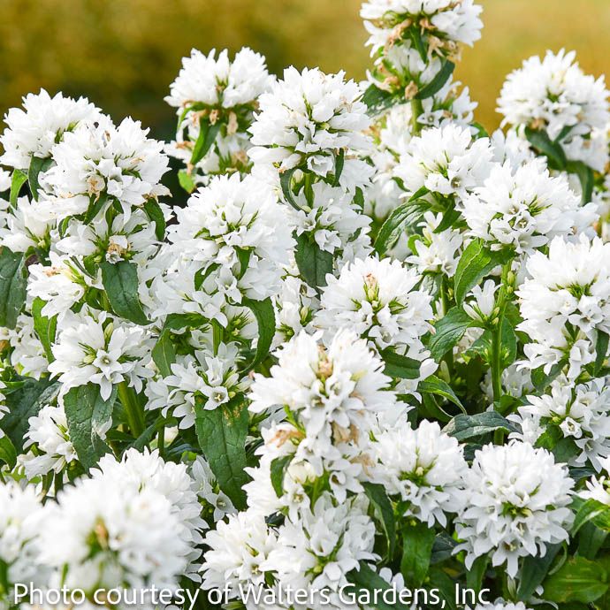 #1 Campanula glom Angel Bells/ White Clustered Bellflower