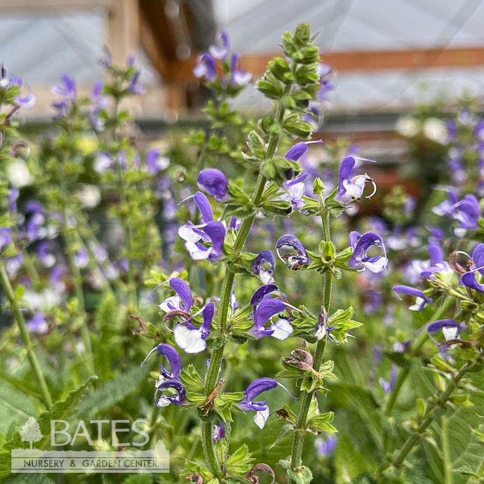 #1 Salvia x  PW Color Spires 'Azure Snow'/ Purple, White Sage
