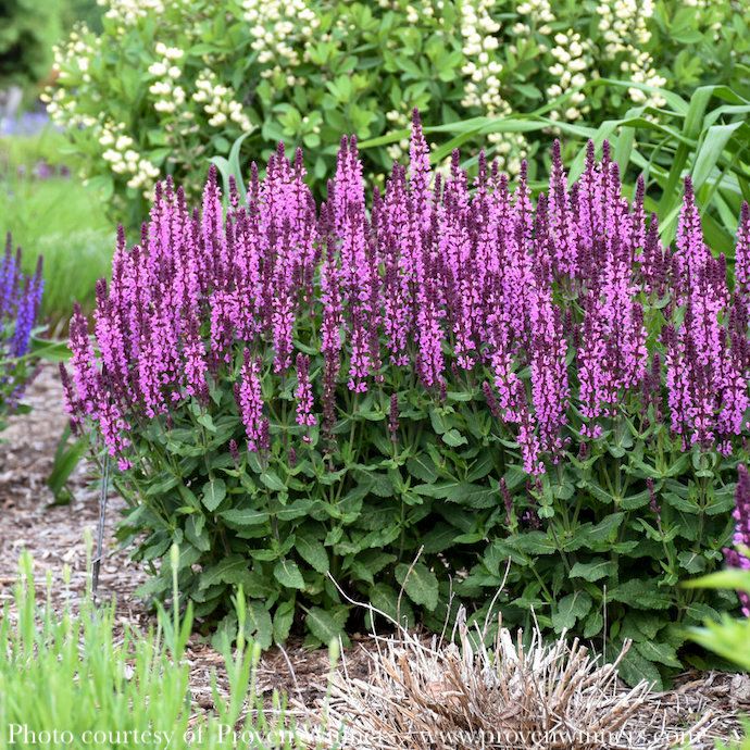 #1 Salvia nem PW Pink Profusion/ Meadow Sage