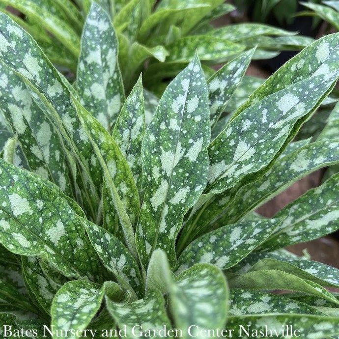 #1 Pulmonaria Raspberry Splash/ Lungwort