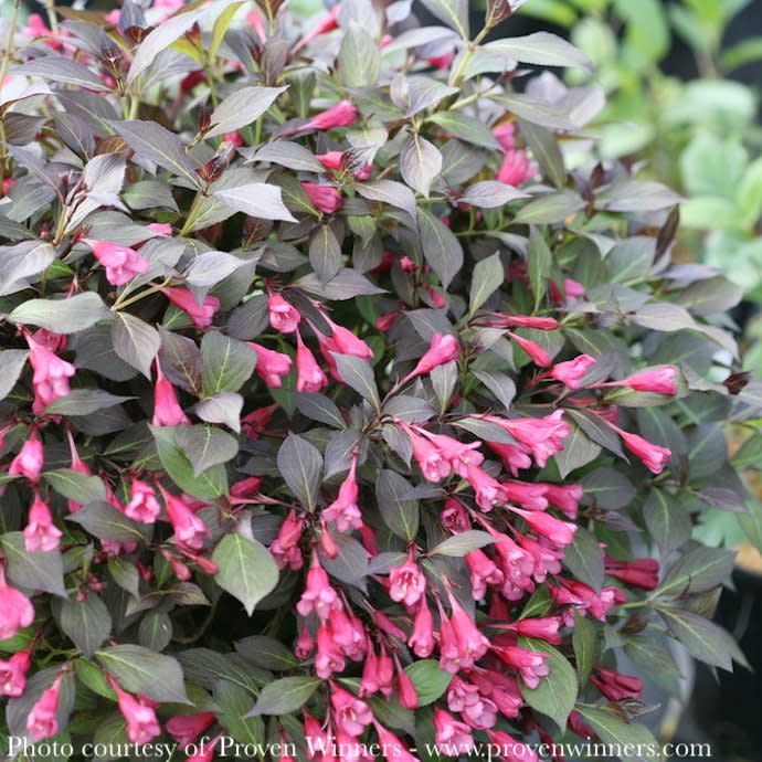 #1 Weigela fl PW Midnight Wine Shine/ Dark Foliage/ Pink Flowers