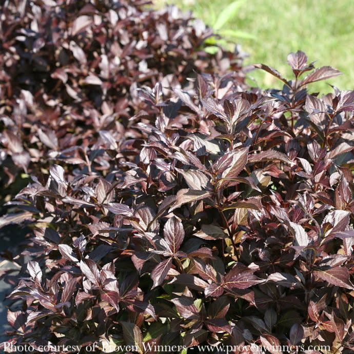 #1 Weigela fl PW Midnight Wine Shine/ Dark Foliage/ Pink Flowers