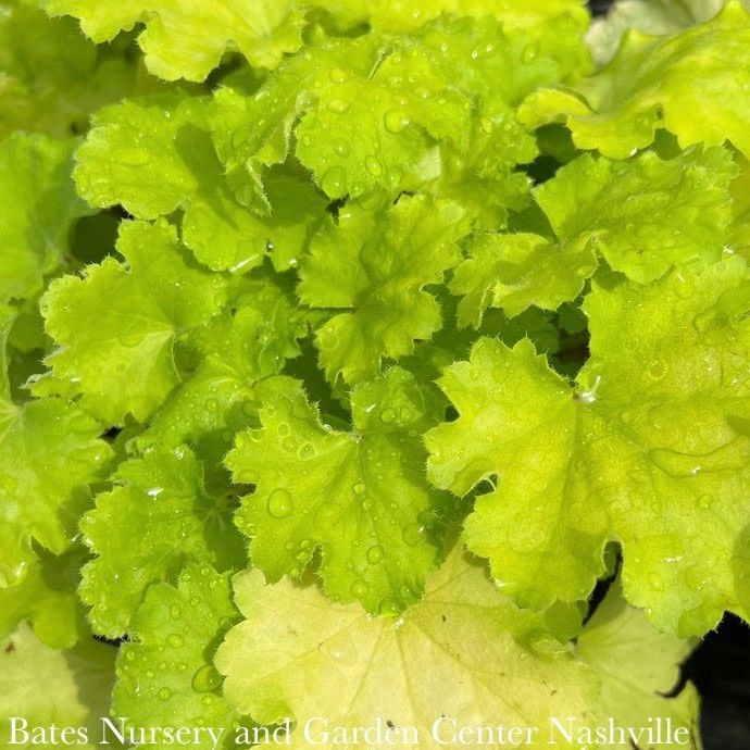 #1 Heuchera x 'Lemon Love' Coral Bells