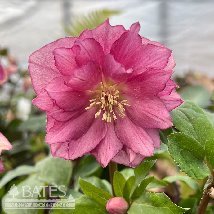 #1 Helleborus x PW Wedding Party 'Maid of Honor'/ Lenten Rose