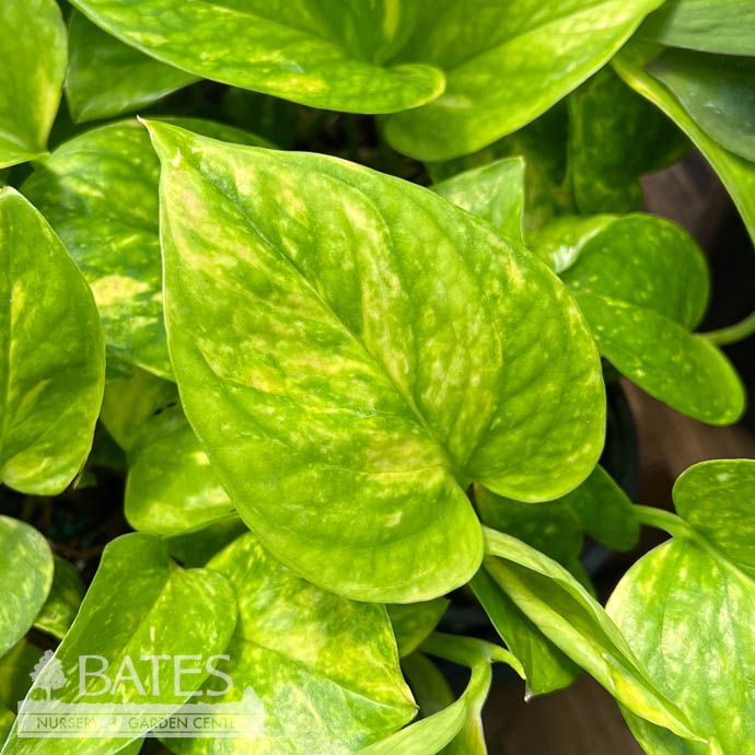 4p! Pothos Golden /Devil&#39;s Ivy /Tropical