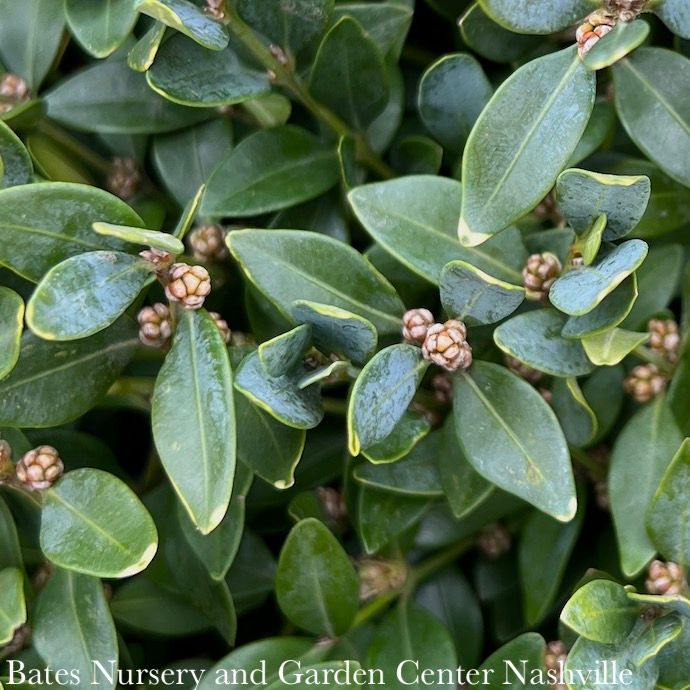 #3 Buxus x Green Velvet/ Boxwood