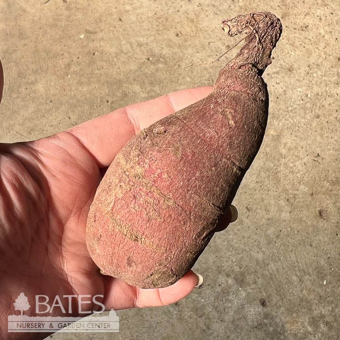Bulb Sweet Potato Bayou Belle Each