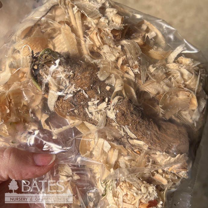 Bulb Horseradish Marliner Kren #1 Crown 3/pk Spring