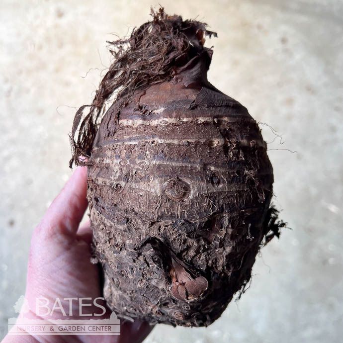 Bulb Elephant Ear/ Colocasia Jack&#39;s Giant 1Ea