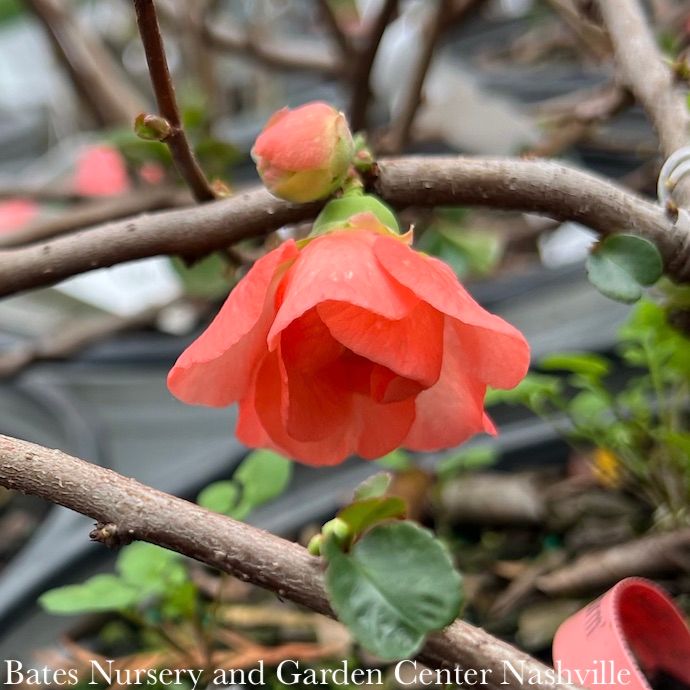 #2 Chaenomeles speciosa PW Double Take Peach Storm/ Flowering Quince