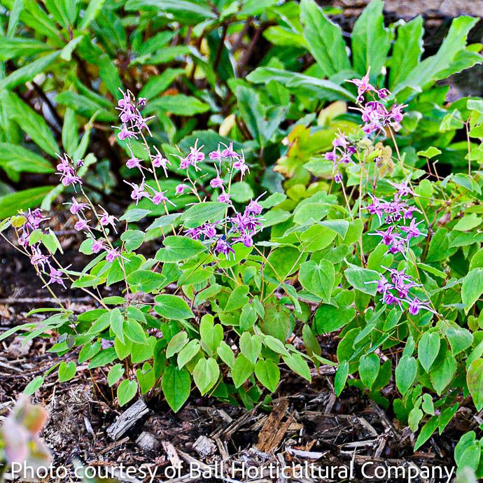 #1 Epimedium grand Lilafee/ Barrenwort, Bishop&#39;s Hat