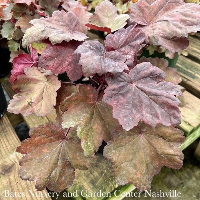 #1 Heuchera x Autumn Leaves/ Coral Bells