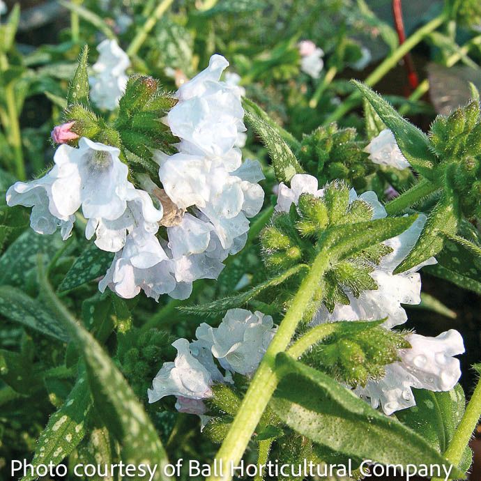 #1 Pulmonaria Opal/ Lungwort