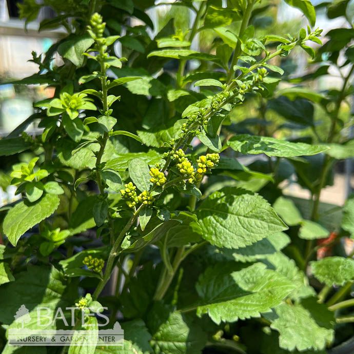#1 Solidago sphacelata Golden Fleece/ Goldenrod Native (TN)