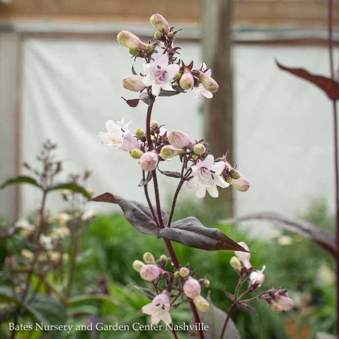 #1 Penstemon dig Husker Red/ Beardtongue Native (TN)