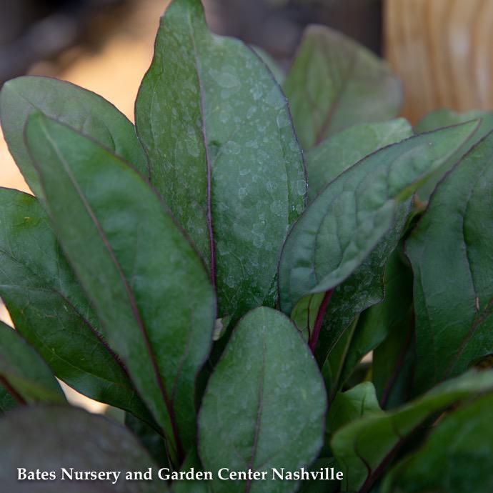 #1 Penstemon dig Husker Red/ Beardtongue Native (TN)