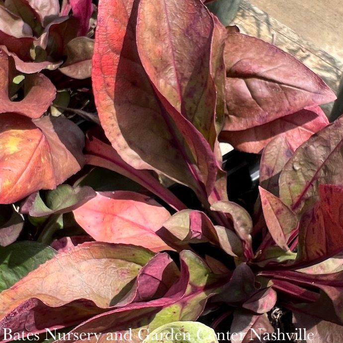 #1 Penstemon dig Husker Red/ Beardtongue Native (TN)
