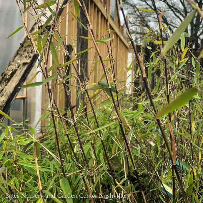 #2 Bamboo Fargesia Jiuzhaigou/Clumping