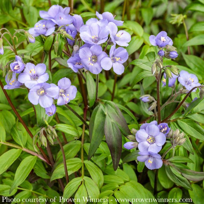 #1 Polemonium x PW Heaven Scent/ Jacob's Ladder