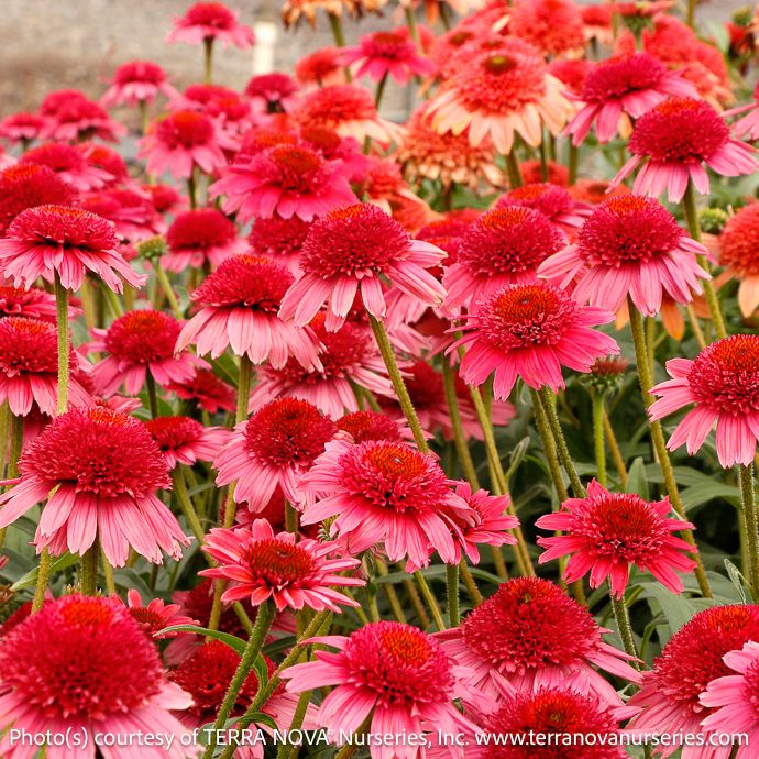 #1 Echinacea x Cara Mia &#39;Carmine&#39;/ Double Fuchsia-Cherry Coneflower