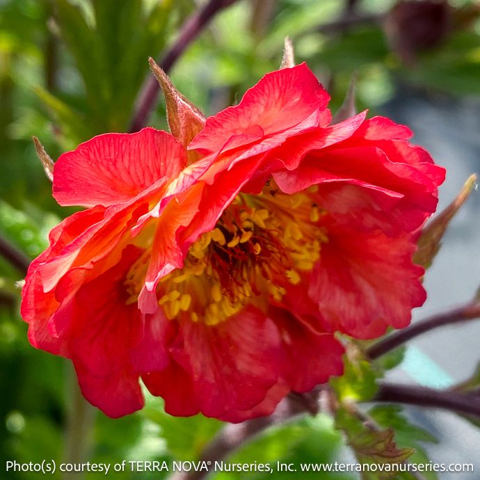 #1 Geum Tempo &#39;Coral&#39;/ Orange-Red