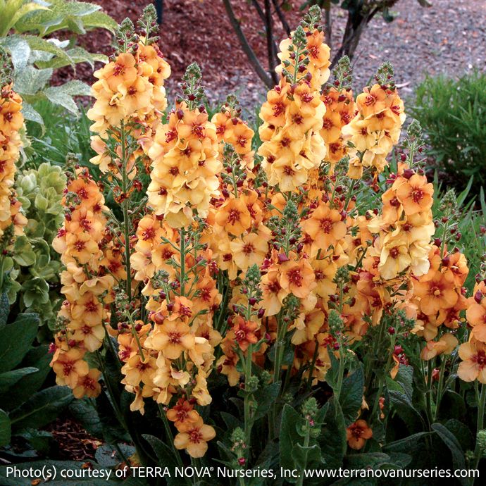 #1 Verbascum x Honey Dijon/ Orange Mullein