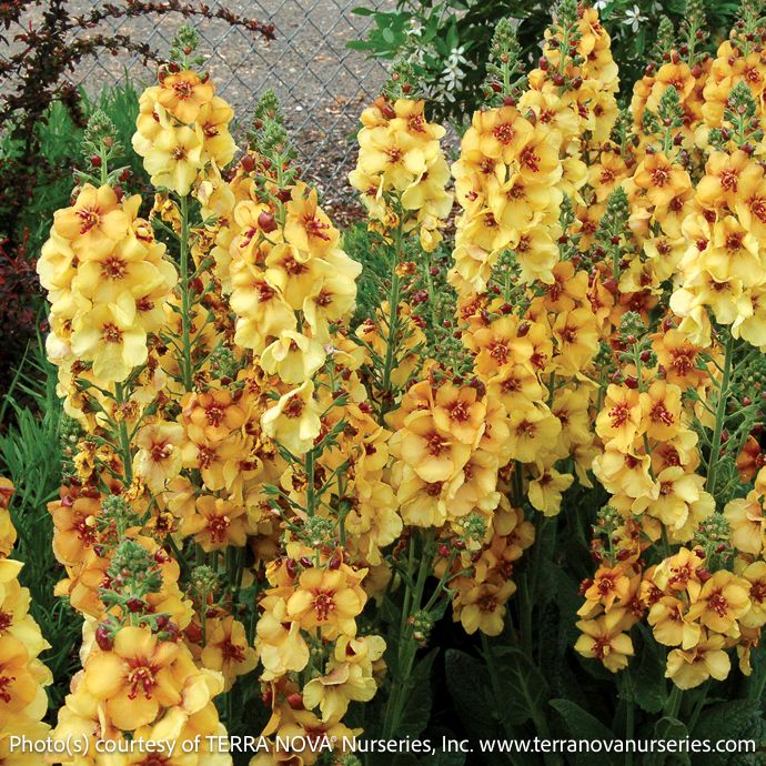 #1 Verbascum x Honey Dijon/ Orange Mullein