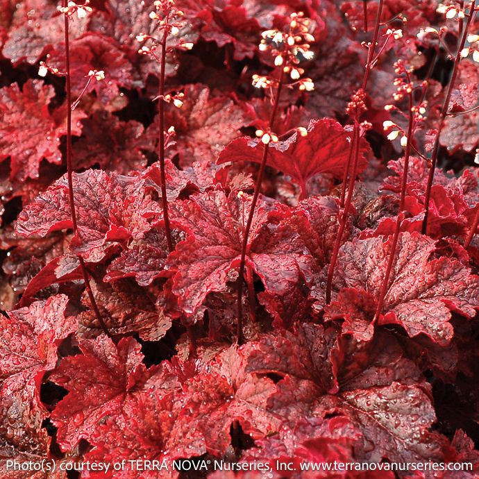 #1 Heuchera Cajun Fire/ Coral Bells