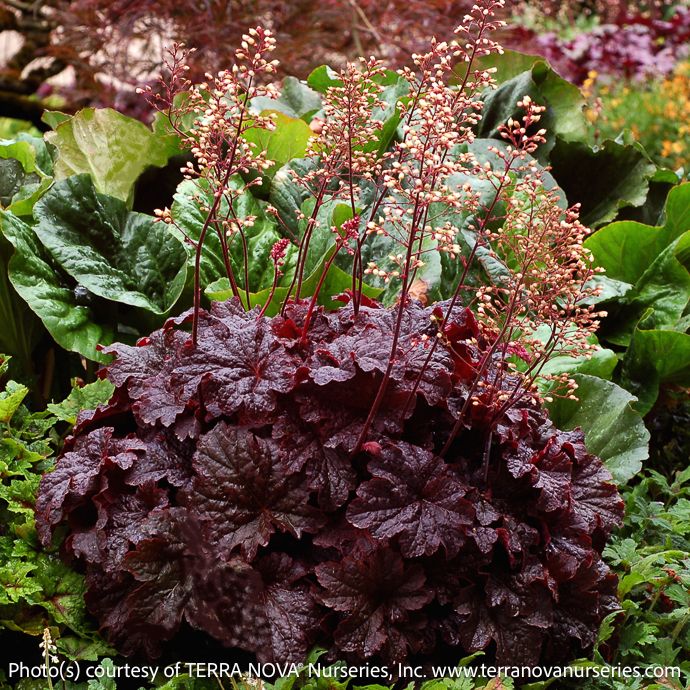#1 Heuchera Cajun Fire/ Coral Bells