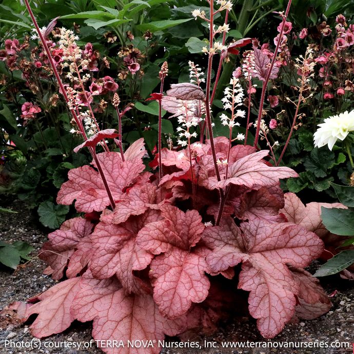 #1 Heucherella Peach Tea/ Foamy Bells
