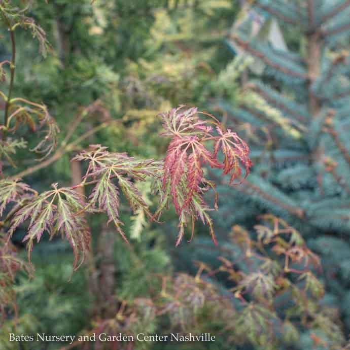 #5 Acer pal var diss Jeddeloh Orange/ Weeping Japanese Maple