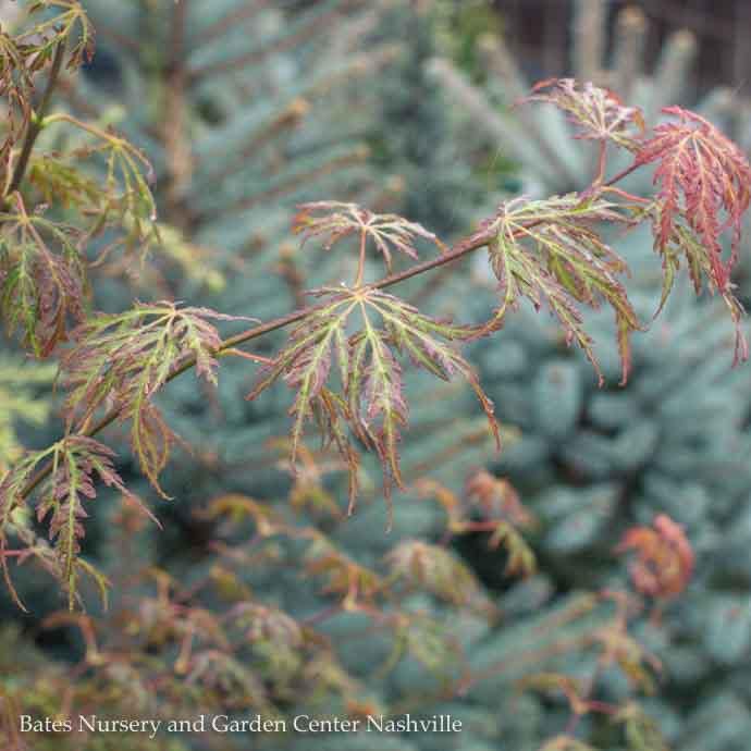 #5 Acer pal var diss Jeddeloh Orange/ Weeping Japanese Maple