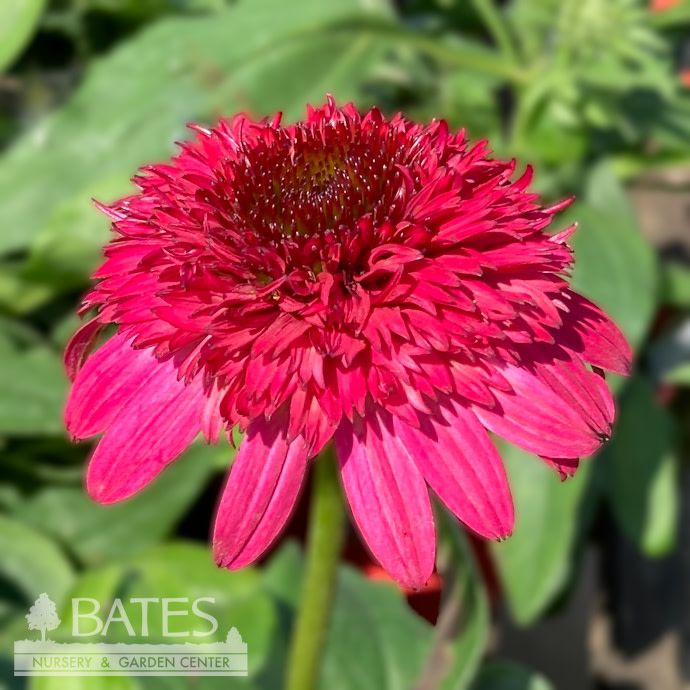 #1 Echinacea x PW Double Scoop &#39;Strawberry Deluxe&#39;/ Red Coneflower