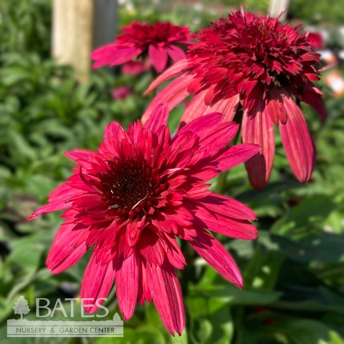 #1 Echinacea x PW Double Scoop &#39;Strawberry Deluxe&#39;/ Red Coneflower