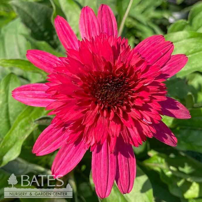 #1 Echinacea x PW Double Scoop &#39;Strawberry Deluxe&#39;/ Red Coneflower