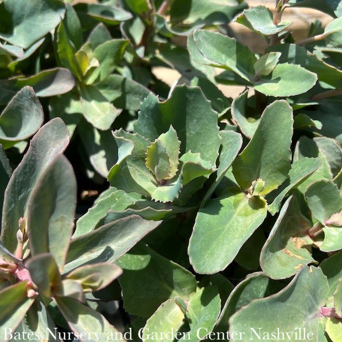 #1 Sedum x PW Rock 'N Grow 'Tiramisu'/ Stonecrop