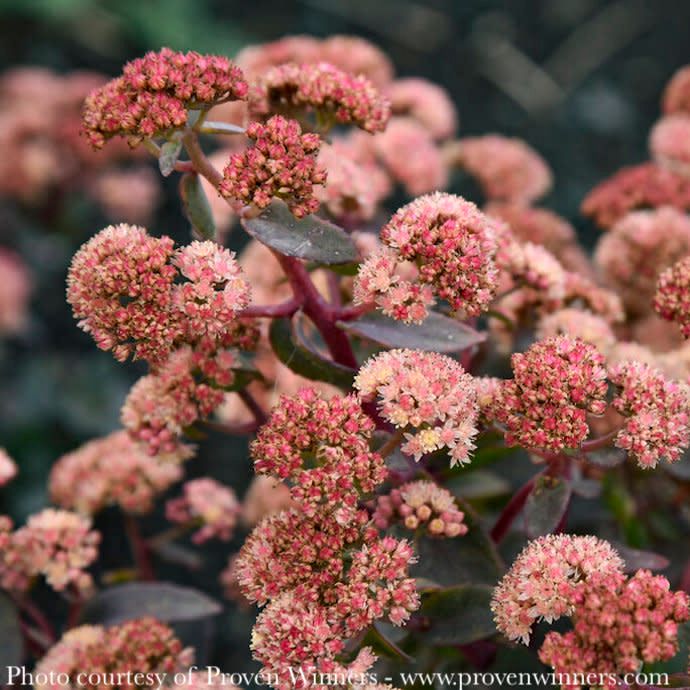 #1 Sedum x PW Rock 'N Grow 'Tiramisu'/ Stonecrop