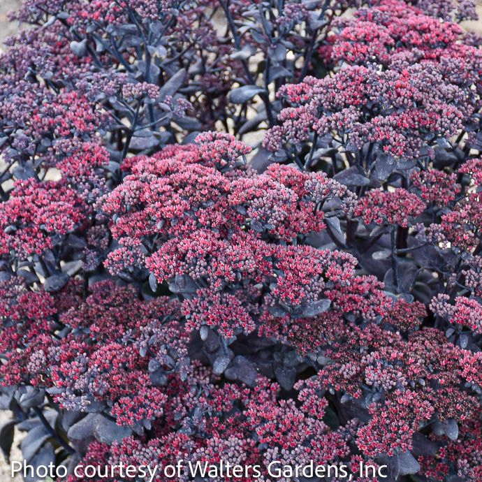#1 Sedum x After Dark/ Stonecrop