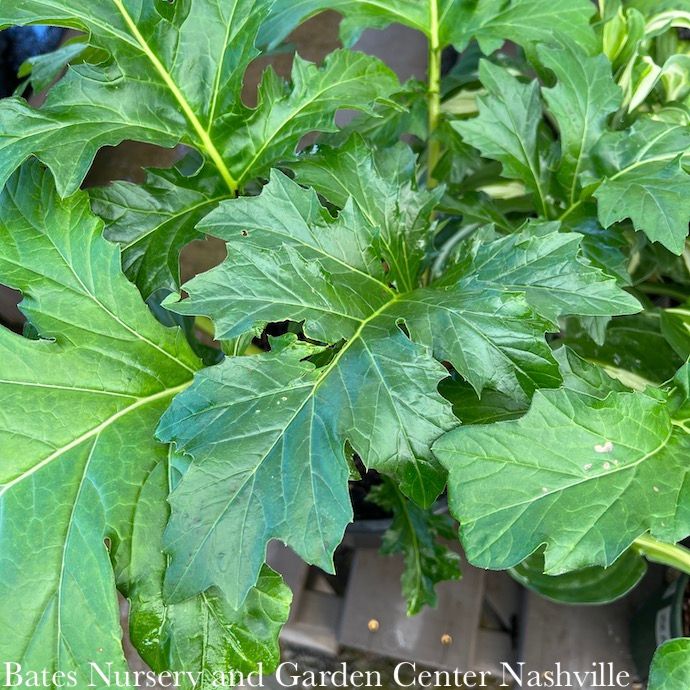 #3 Acanthus x Summer Beauty/ Bear&#39;s Breeches
