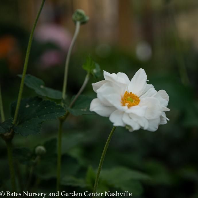 #1 Anemone Whirlwind/ White Semi-double Japanese