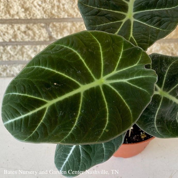 5p! Alocasia reginula &#39;Black Velvet&#39; / African Face Mask /Tropical