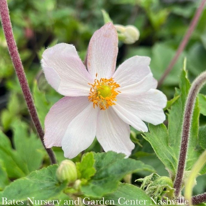 #1 Anemone Dreaming Swan/ Semi-Double White